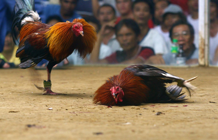 salah satu ayam yang cidera